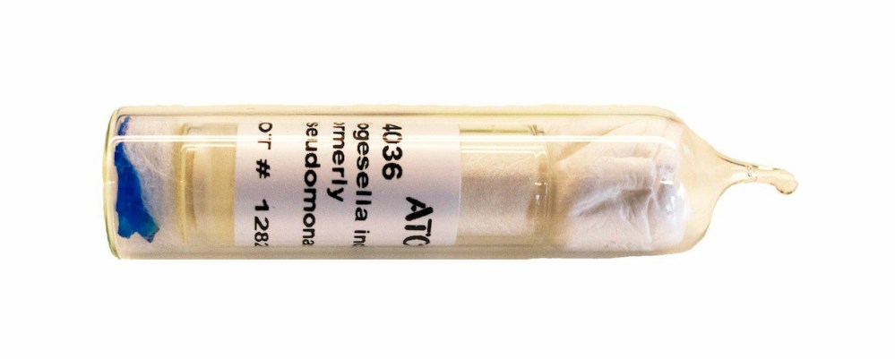 vindigofera-ampoule-sm.jpg